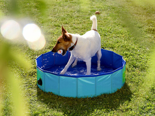Piscine Pliable Pour Chiens O 80 Cm Pearl Fr