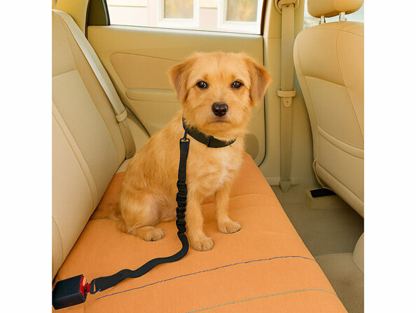 ceinture de sécurité pour chien voiture