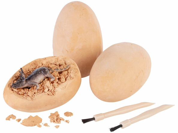 3 oeufs de dinosaures en plâtre dont un ouvert avec outils de fouille