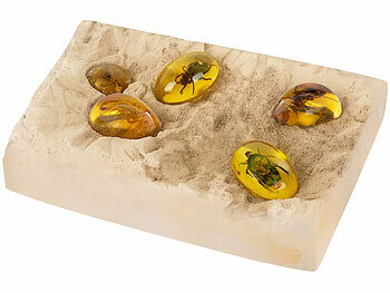 bloc de plâtre pour fouilles avec inscetes pris dans de l'ambre