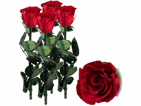 4 roses éternelles rouges avec tige et zoom sur fleur