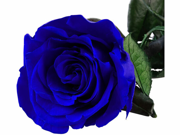 Rose éternelle bleue avec tige