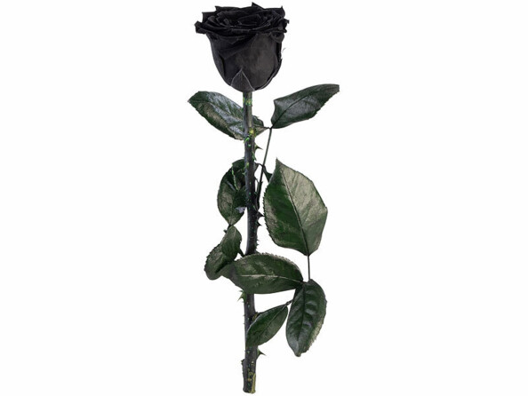 rose éternelle noire