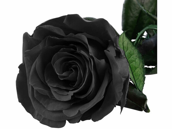rose qui ne fane pas noire