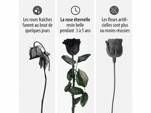 rose éternelle noire
