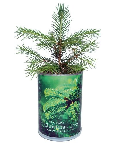 Canette ''Sapin''