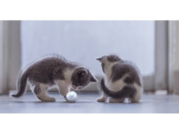 Deux chatons jouant avec la balle interactive rechargeable Petoneer devant une porte-fenêtre en intérieur