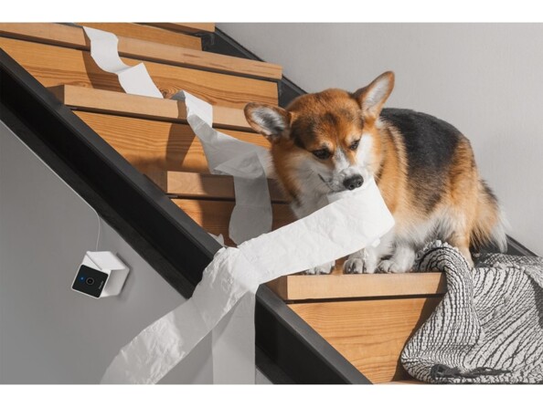 Corgi tricolore entrain de dérouler un rouleau de papier toilette dans les escaliers filmé par la caméra de sécurité discrète connectée Petcube Cam