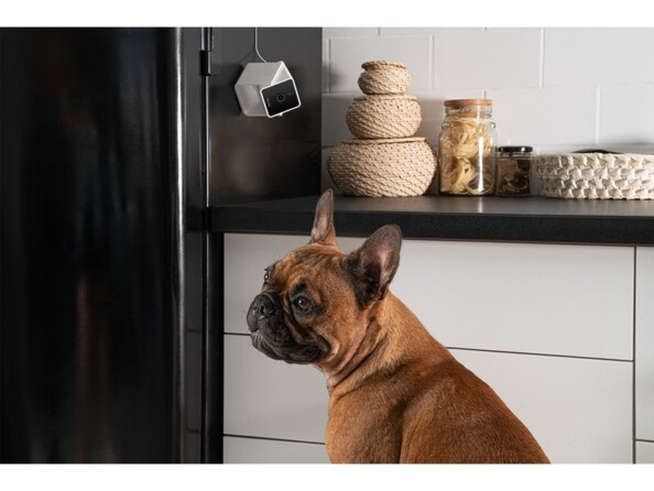 Bouledogue français brungé assis devant des meubles de cuisine et un frigo sur lequel est collée la caméra pour animaux de compagne compacte Petcube Cam alimentée par secteur
