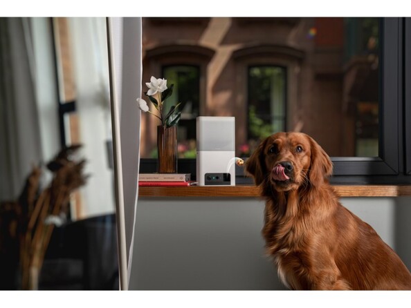 Chien type Golden Retriever brun se léchant les babines devant le distributeur de croquette automatique Petcube posé sur un rebord en bois à l'intérieur d'une maison