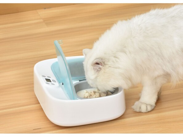 Chat crème entrain de manger sa pâtée dans l'un des deux bols de la gamelle programmable