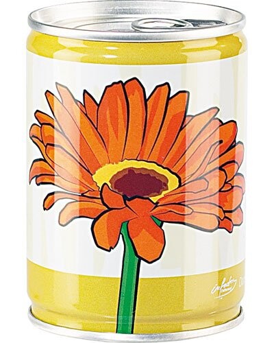 Gerbera En Canette