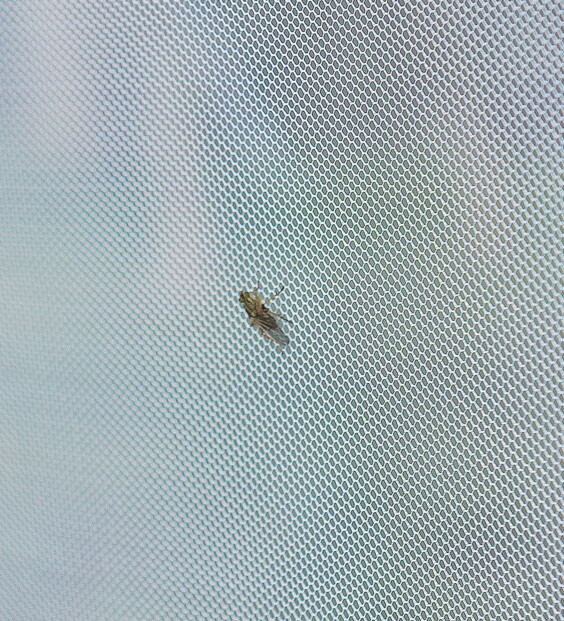 Moustiquaire à suspendre pour intérieur et extérieur - 200 x 100 x 200 cm