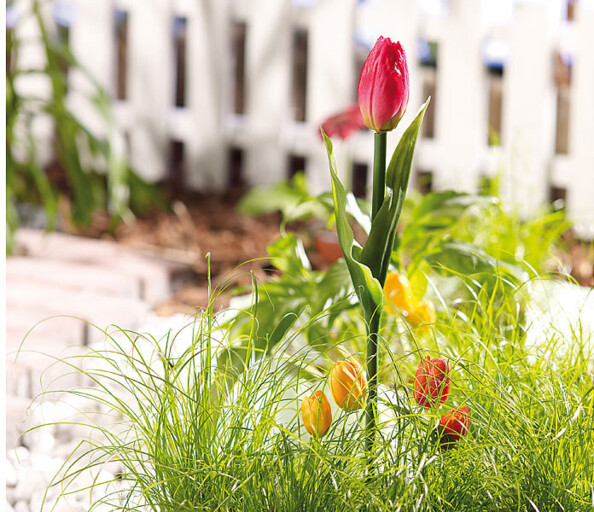 2 Tulipes lumineuses solaires à LED - x2
