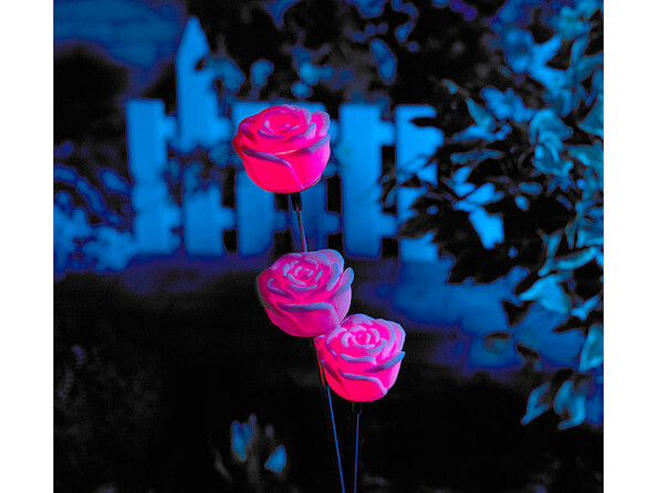 Décoration de jardin solaire à LED ''Roses Arc-en-Ciel''