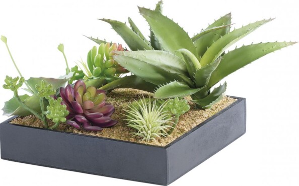Tableau végétal avec cadre - Succulentes - 20 x 20 cm