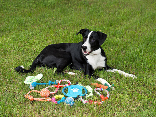 Jouets pour chiens