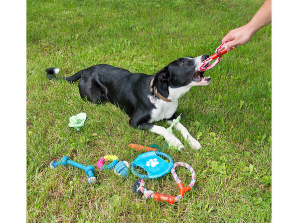 Jouets pour chiens