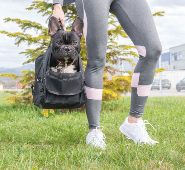 Sac de transport pour animal - Chats et petits chiens S