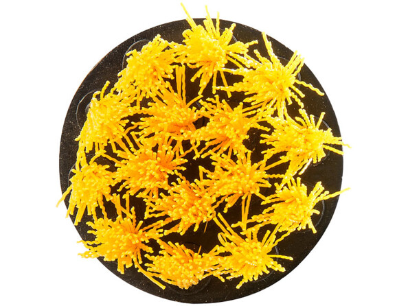 Vue sur les picots jaunes de la petite brosse AGT