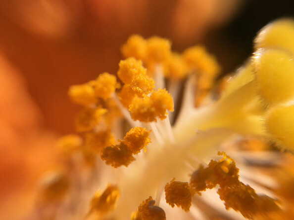 Lentilles grand-angle, fish-eye et macro pour smartphone et tablette