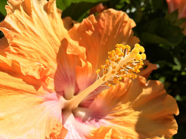 Lentilles grand-angle, fish-eye et macro pour smartphone et tablette