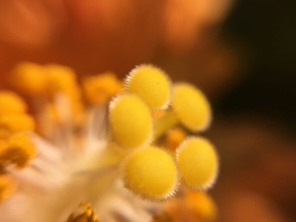Lentilles grand-angle, fish-eye et macro pour smartphone et tablette