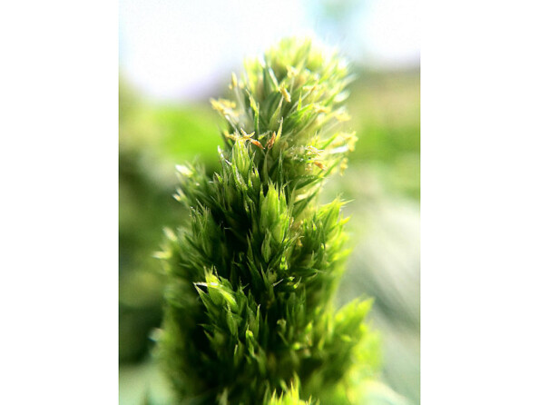 Objectif macro et grand angle magnétique pour smartphone