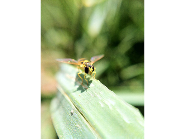 Objectif macro et grand angle magnétique pour smartphone