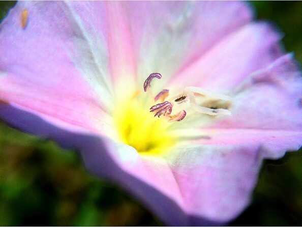 Objectif macro et grand angle magnétique pour smartphone