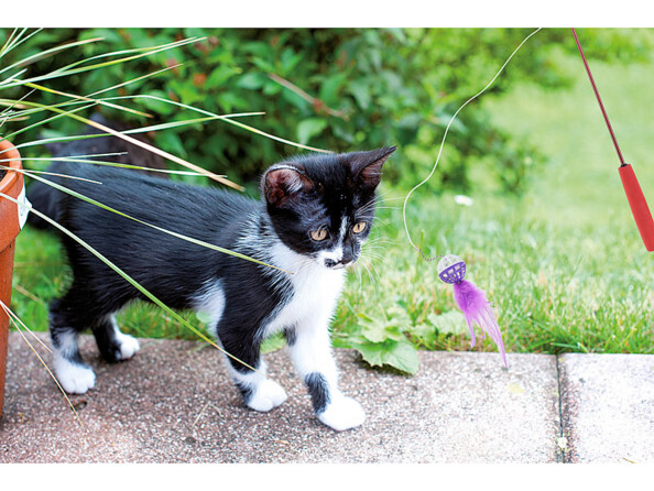 mini canne a peche avec plumes pour jouer avec son chat chaton
