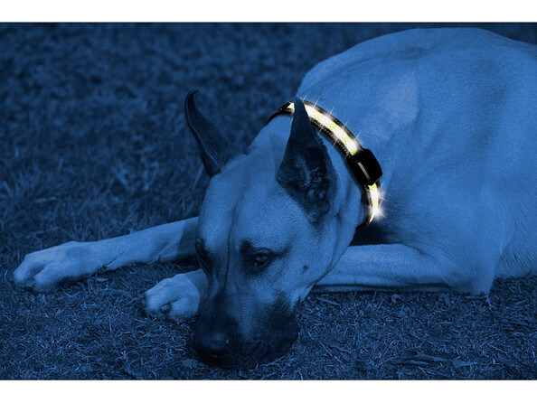 Collier LED à chargement cinétique - Grands chiens