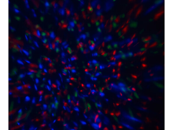 Projecteur LED disco 3 W à motifs mobiles et 3 coloris