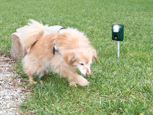 repulsif ultrason et lumineux pour jardin avec piquet anti chiens chats rats souris martres mulots fouines belettes