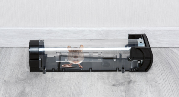 piege a souris inoffensif non létal avec mecanisme et appat pour souris mulot rat rongeur transparent
