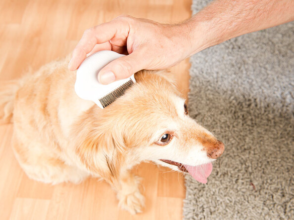 Peigne à lentes, poux et puces avec dents en métal 1,3 cm - Électrique
