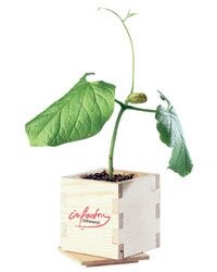 Plante Magique ''Happy Birthday''