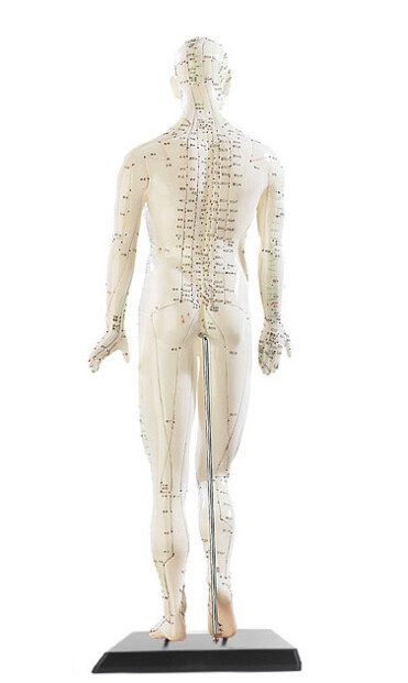 Modèle d'acupuncture avec brochure descriptive de tous les points d'acupuncture