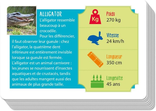 Fiche éducative de l'alligator avec description et données poids vitesse et longueur