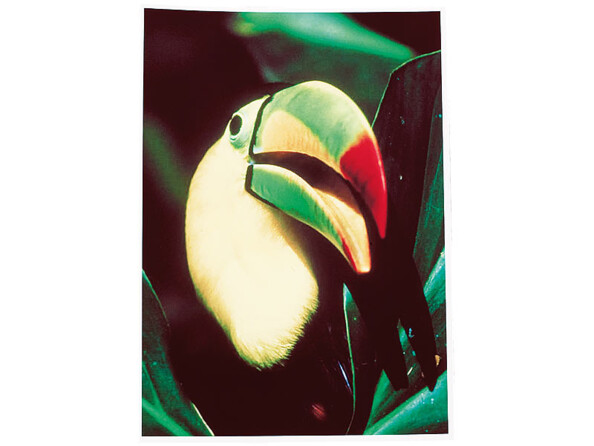 Toucan en couleurs format portrait
