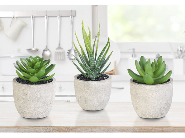 Pack de 3 succulentes avec pot