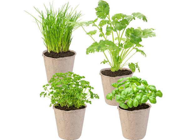 Set de culture d'aromates avec 4 aromates et accessoires