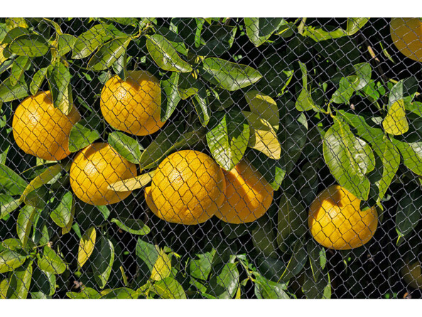 Filet de protection anti-oiseaux à mailles 28 x 28 mm