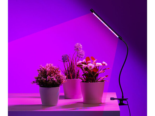 Lumière colorée teintée violet illuminant 3 aromates en pots