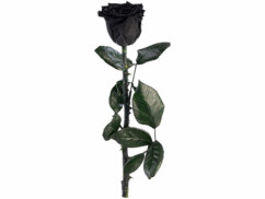 rose éternelle noire
