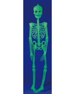 Squelette phosphorescent - 90 cm