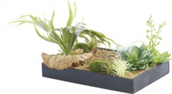 Tableau végétal avec cadre - Herbacées - 30 x 20 cm