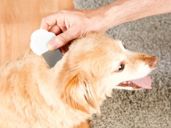 peigne à pattes fines pour puces poils chien poux lentes enfants