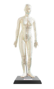 Modèle d'acupuncture 45 cm - Femme