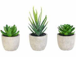 3 succulentes décoratives en pots à placer individuellement de la marque Carlo Milano